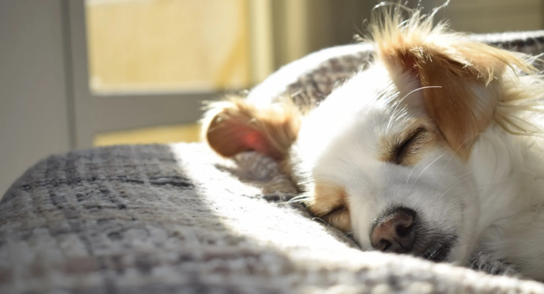 Puppy Sleeping Near a Sunny Window